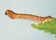 Cankerworms Ragged holes in leaves; only veins may remain. These inchworms are greenish, brown or black and move in a looping fashion. Some may hang from silken threads when disturbed.