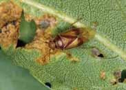 Microbial insecticides are effective and safe alternatives to chemical insecticides, especially in situations where drift is a concern. Leafroller, Fruittree Buds with holes, webbing and frass.