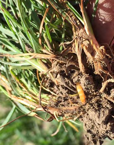 Depending on the species, wireworms can live 2 to 10 years in the soil and move vertically through the soil profile, allowing them to escape certain insecticide treatments.