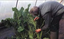 In early spring, the vegetable plot is bare, but inside the tunnel crops are flourishing.