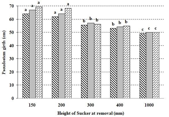 Effects of Stage of Desuckering on Growth Characteristics of 363 Figure 2. Effect of desuckering stage on pseudostem girth of banana main crop ( ), first ( ) and second ( ) ratoon crop.