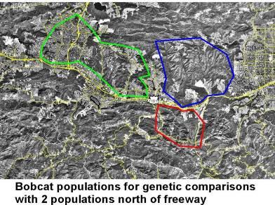 Bobcat Structure Results 100% Northern California Population Caught Northwest of Freeway Caught Northeast of Freeway Caught South of Freeway 80% 60% 40% ** ****** ***** 20% 0% G16 G8 G2 G3 G15 G19 G9