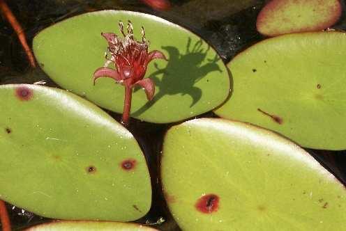 Spatterdock (Nuphar variegata), Watershield (Brasenia schreberi), Large-leaf pondweed (Potamogeton amplifolius), Ribbon-leaf