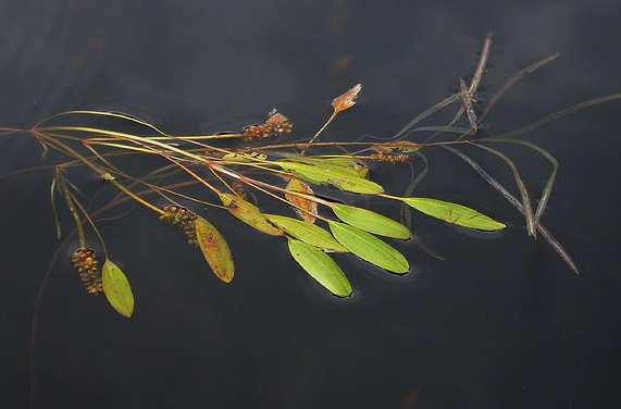 Northern water milfoil (Myriophyllum sibiricum), Fries pondweed