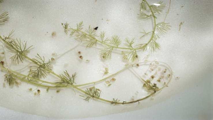 bladderwort (Utricularia minor), and Common bladderwort (Utricularia