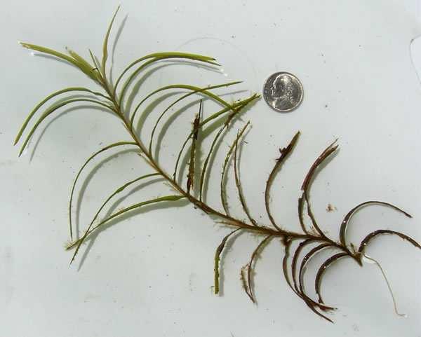 canadensis), Illinois pondweed (Potamogeton illinoensis), and