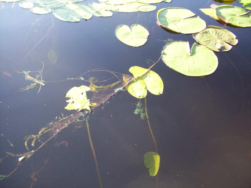 Exotic Species: As in the May survey, we did NOT find any evidence of Eurasian water milfoil, Curly-leaf pondweed, Purple loosestrife (Lythrum salicaria), or any other exotic species.