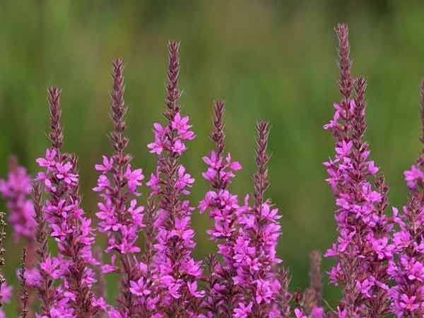 Figure 10: Purple loosestrife and Galerucella Beetles Purple Loosestrife: Although we didn t find any Purple Loosestrife on the borders of Fawn Lake, it is scattered around East Bay in Big Spider and