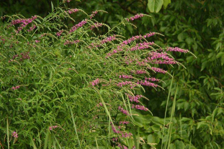 Purple loosestrife (Photo Courtesy Brian M. Collins) DESCRIPTION: Purple loosestrife is a perennial herb 3-7 feet tall with a dense bushy growth of 1-50 stems.