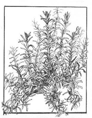 Page 3 SPOTLIGHT: ROSEMARY Rosemary, Rosemarianus officianallis, makes a nice small shrub for the herb garden or the shrubbery border.