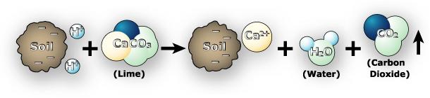 How Lime Reduces Soil Acidity Ca 2+ ions from ag lime replace H + on soil exchange sites.