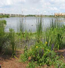 Improving performance of ponds through landscaping (buffer planting, littoral and aquatic) 6.
