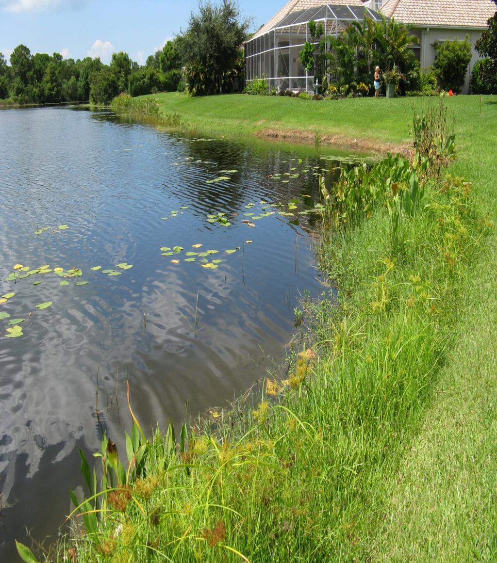 Benefits of planted buffer around ponds Absorb nutrients Prevents fertilizer from directly entering the pond