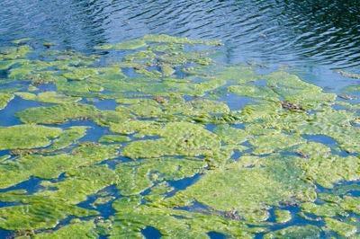 Perceptions of algae problem Cruddy, swampish, scummy, a health issue We ve had social gatherings at the house and