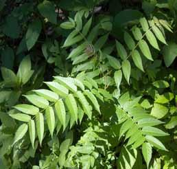 Tree of Heaven, Ailanthus altissima Deciduous Tree Size: up to 80 feet Flowers: clusters of yellow-green flowers at the ends of upper branches Leaves: