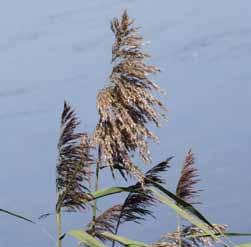 Tall perennial grass Size: up to 15 tall Flowers: bushy panicles in July and August, purple or golden in color Leaves: elongate leaves 1-1 ½ wide.