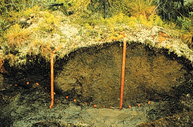 Figure SOIL-I-7: Soil formed under a very cold climate near Inuvik in the Northwest Territory of Canada The hummocky or wavy surface of this soil is caused by freezing and