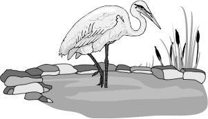 28 Great egrets live in marshes, ponds, and other shallow water areas and eat creatures such as fish.