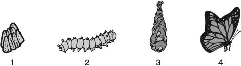 3 Use the picture below to answer this question. Four Stages of a Butterfly What happens in stage 2 of a butterfly s life cycle? A It hatches into a larva. B It changes its body shape.