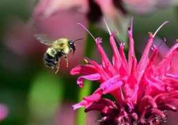 for cooling Bee and bergamot: Pixabay Red