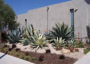 Provide open and inviting yard setbacks and parkways that are landscaped with a variety of native and/or drought tolerant vegetation, which contribute to the