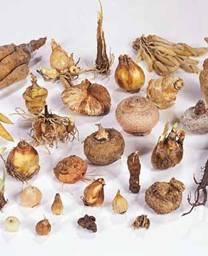 Corms (stem) Tubers (thickened