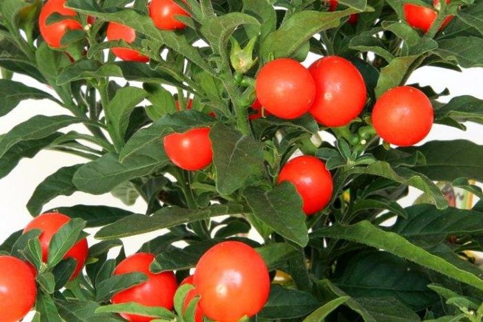 Winter cherry (Solanum) Choose a cool, bright spot on a sunny windowsill and avoid a dry atmosphere (mist daily) and overwatering.