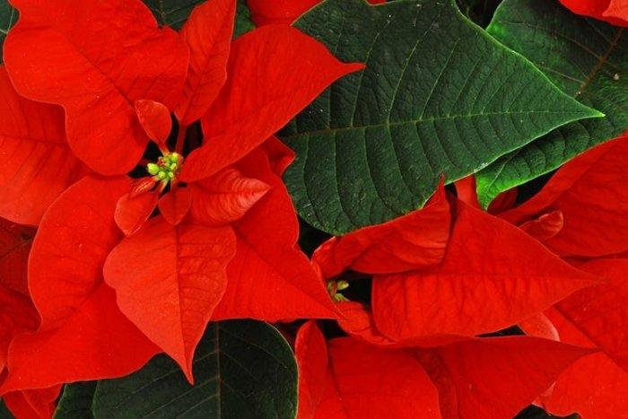 Poinsettia Indoor Cyclamen Choose a brightly lit spot away from direct sunlight and heat sources.