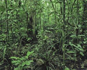A tropical rain forest is warm and humid all year. Temperatures are fairly constant in the 20 C 30 C (68 F 86 F) range.