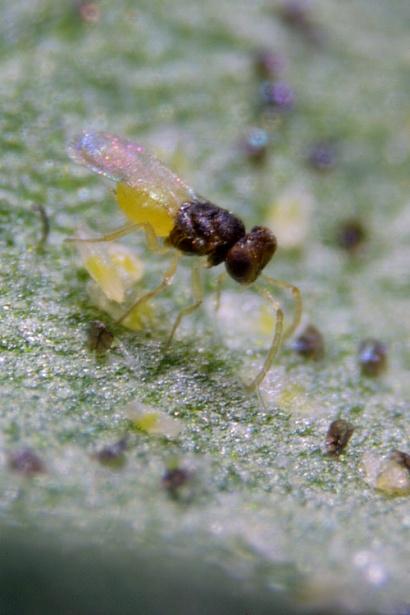 the larva and carefully inserts an egg. When the Encarsia egg hatches, it consumes the whitefly from within.