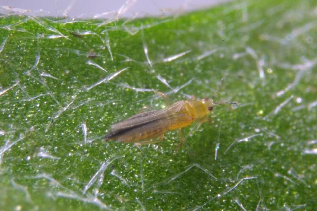 Thrips Amblyseius swirskii (Swirskiline as) Adult thrips have delicate, hair-fringed wings that allow them to move through crops.