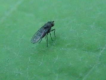 Fungus gnat larvae Fungus gnat adult Shorefly adult Shorefly larvae Control Options Hypoaspis miles