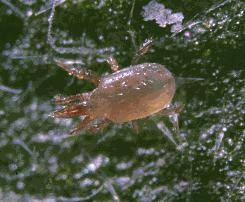 and produce six-legged larvae. After two days, this is followed by protonymphal and deutonymphal stages, which feed actively for nearly 10 days before becoming adults.