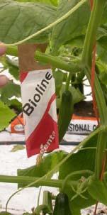 sachet: patented design, waterproof, ideal for overhead irrigation systems, delivers more mites under wet conditions