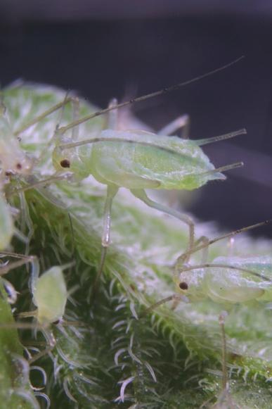 Greenhouse Pests and Their Control Aphids Typically, aphids are soft-bodied insects, from 1 to 4 mm long, which cluster around terminal shoots or under the leaves of plants.