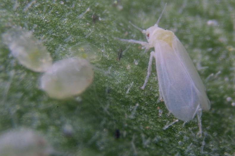 Whitefly adults generally settle on young foliage and lay their eggs close to the growing point of the plant. Eggs are creamy-white in color when first laid but turn black within 24 hours.