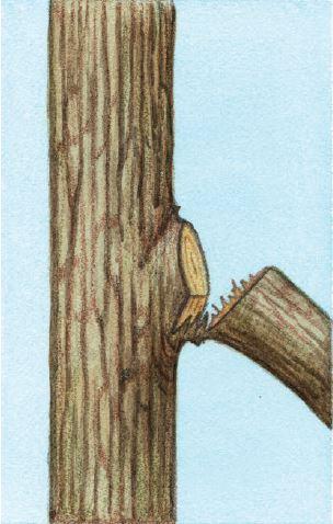 POOR PRUNING Bark Ripping Occurs when the three-cut method is not used to remove large branches.