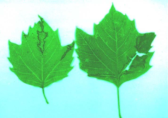 Apply chlorothalonil, mancozeb, thiophanate-methyl, or mancozeb plus thiophanate-methyl according to label recommendations. Anthracnose Anthracnose lesions on veins of sycamore leaves.