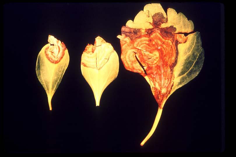 Pachysandra Leaf and Stem Blight Pachysandra leaves infected with Volutella. Note the target-shaped lesions. (Courtesy S. Davis) Pachysandra leaf and stem blight is caused by the fungus Volutella.