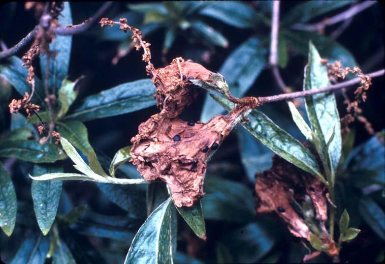 Remove leaf litter to reduce humidity and control scale insects, if present.