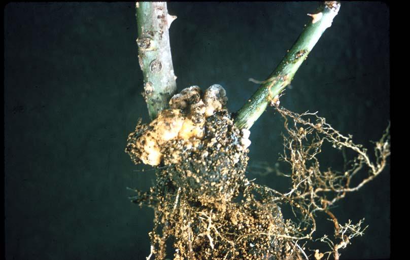 Specific Spring-Time Diseases Caused By Bacteria Crown Gall Crown gall is caused by the soil-borne bacterium Agrobacterium tumefaciens. More than 600 species of plants are susceptible to crown gall.