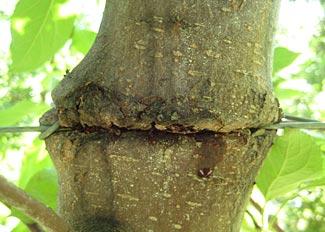 Damage Larvae tunnel under the bark anywhere from below the crown area up to branches.