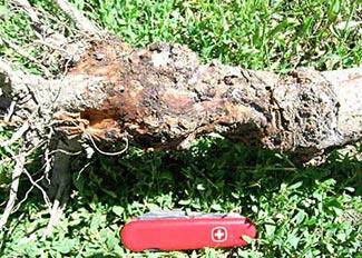 Infestations have been found mainly in M9 and Ottawa 3 rootstocks below the graft union and under burls or around cankers above the graft union, but all apple rootstocks and varieties are attacked.