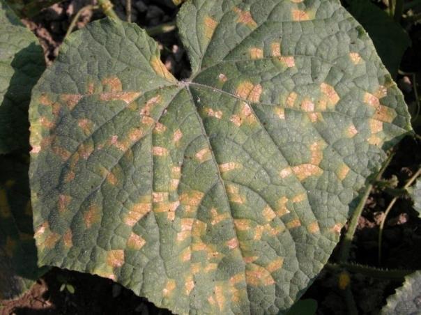 UConn Extension Vegetable IPM Pest Message & Reports from the Farm, Friday July 24th, 2015 [Comments or answers in brackets are provided by Jude Boucher, UConn Extension] Note: there will be no pest