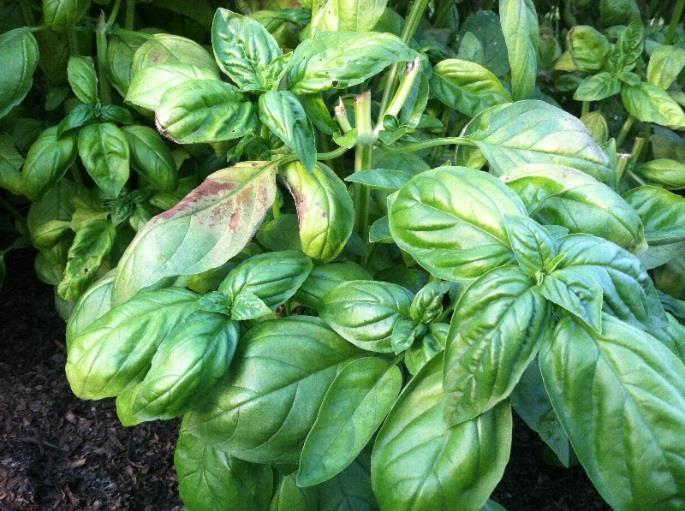 [Growers should harvest their basil and get it in CSA boxes this week.