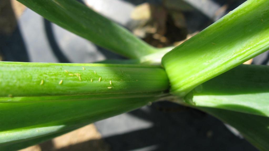 Onions had 4-36 thrips per plant, but some leaves had 30. The threshold is 3 per leaf.