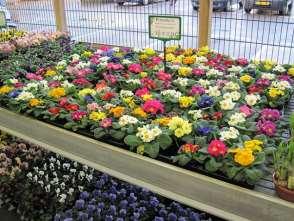 Market Dynamics Ornamental Plants Europe June 2016 4 July 2016 The Netherlands Netherlands Auctions The April 2016 turnover of houseplants increased by 6.