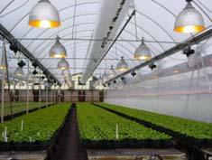 greenhouse covering, structures High light intensity increases branching