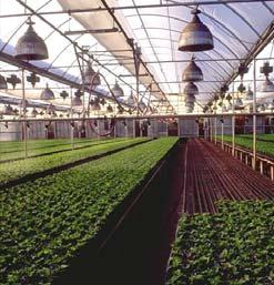 Winter production High value crops: cuts, plugs, potted crops Costs of