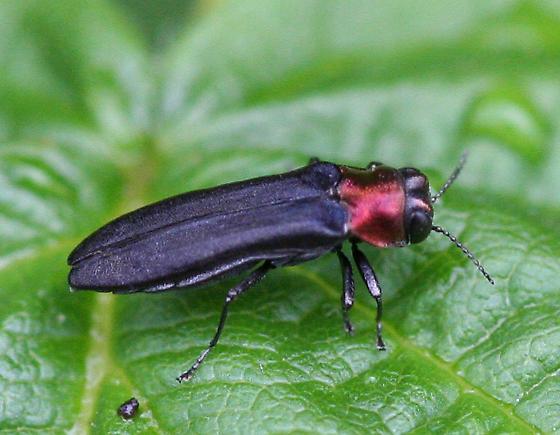 Red-Necked Cane Borer Adults lay covered eggs Larvae exit egg